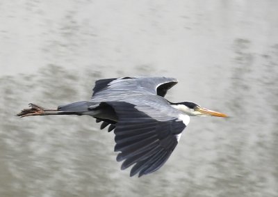 Ardea cinerea - Hron cendr - Grey Heron