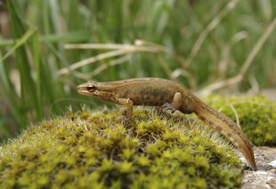 Triturus helveticus