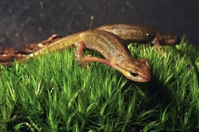 Triturus helveticus