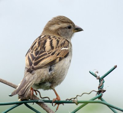 Passer domesticus - Moineau domestique - House Sparrow