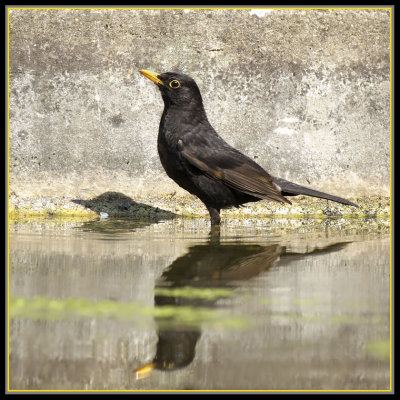 Turdus merula - Merle noir -Common Blackbird