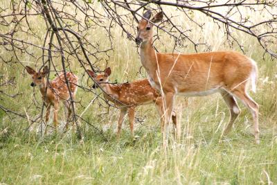 Deer at Devils Tower