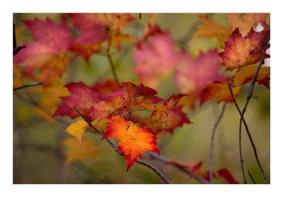 New Jersey Autumn