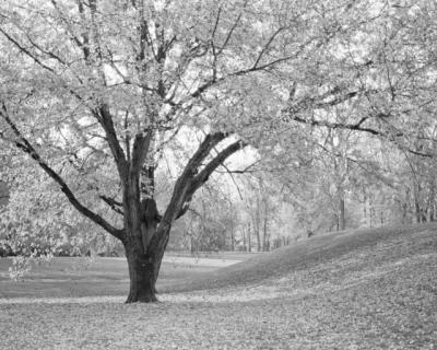 g3/21/616021/3/52636415.bw1.jpg