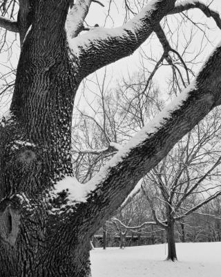 g3/21/616021/3/55343560.TREE3.jpg