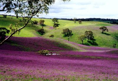 Fleurieu Peninsula 2001.jpg