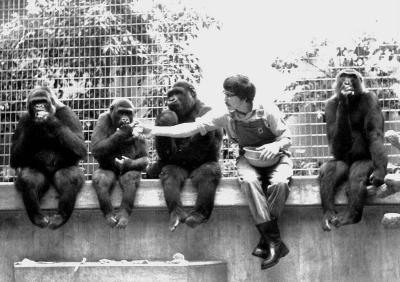 Gorillas 1