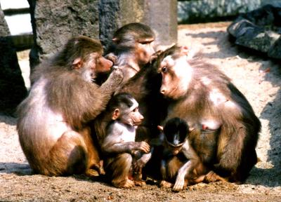 Baboons 1
