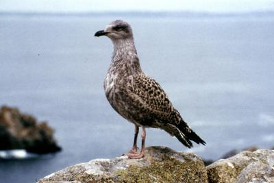 Seagull(?) 1