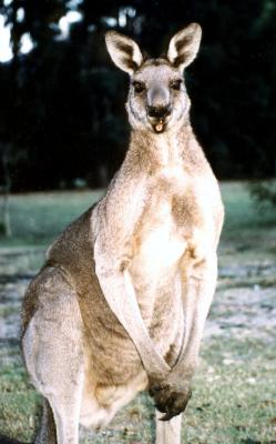Kangaroo 1