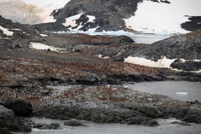 Gentoo Penguins.