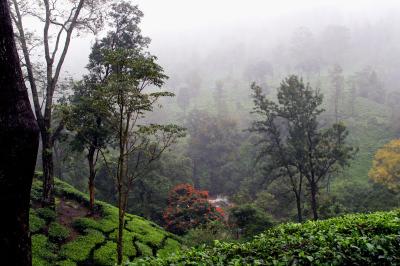 View, En Route, Ooty.