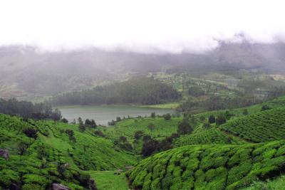 Tea Gardens, Munnar.