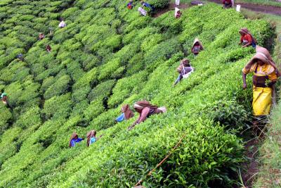  Tea Pickers, Munnar.