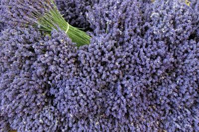 Bouquet of Lavander, Marche - L' Isle-sur-la-Sorgue