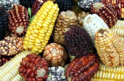 A-maize...ing Colours!