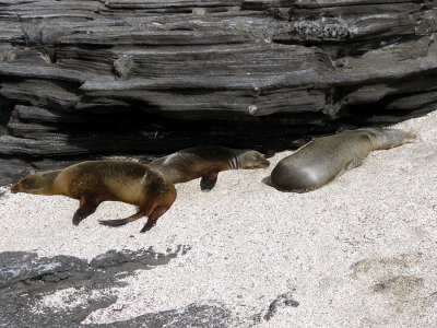 Sea Lions Basking