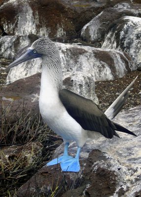 Blue Footed Booby