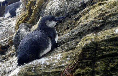 Galapagos Penguin