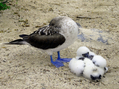 Blue Footed Booby with young