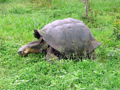 Giant Land Tortoise
