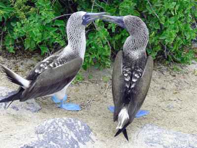 Blue Footed Boobies - Mating Ritual