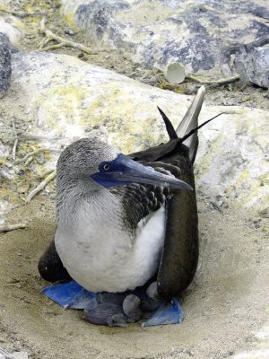Blue Footed Booby with Hatchlings