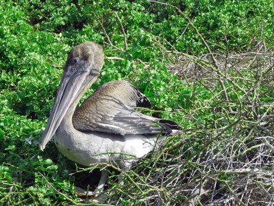 Pelican