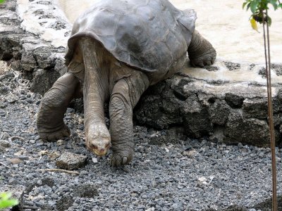 Lonesome George - the last of his sub-species