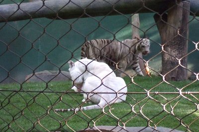 White tigers