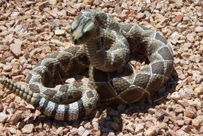 Fake Snake in Eddie & Carols yard