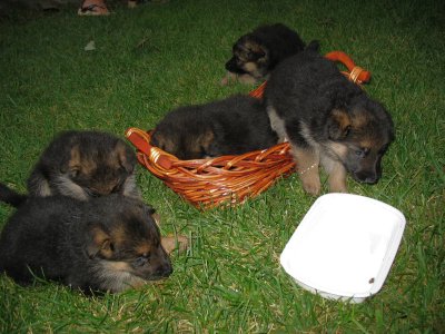 Puppies on the front lawn