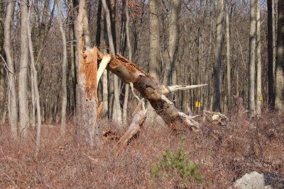 Woodpecker tree has finally toppled!