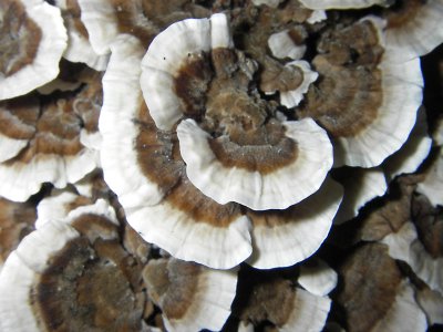 Mushrooms