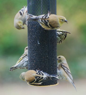 Four Goldfinch, two Pine Siskins