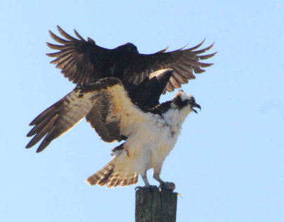 Fish Crow harassing Osprey