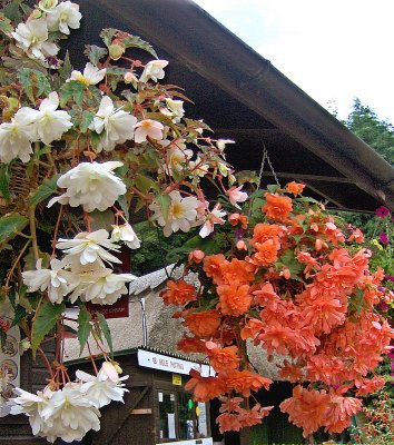 CAFE HANGING BASKETS