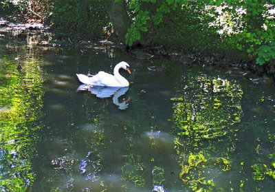 SWAN IN THE SHADE