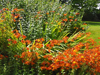 DAY LILIES