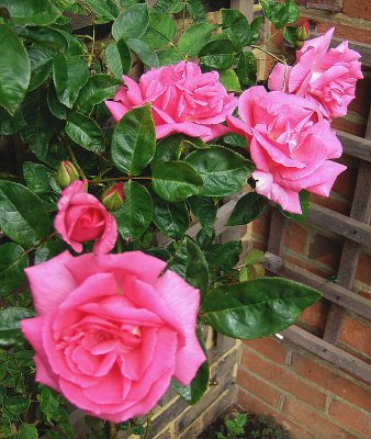 PINK RAMBLER ROSES