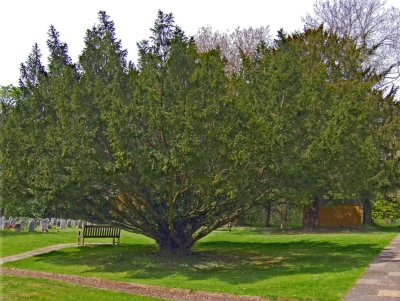 POLLARDED YEW TREE