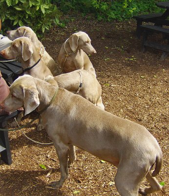 WEIMARANER DOGS