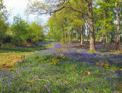 BLUEBELL TIME GALLERY