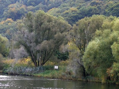 CORMORANTS'  ROOSTING TREES