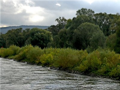 RIVERSIDE TREES . 1