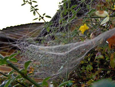 WHOSE DAMP WEB IS THIS?