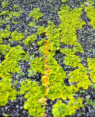 LICHEN ON THE BIRD TABLE ROOF