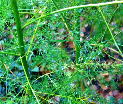 DEWDROPS ON THE ASPARAGUS PLANT