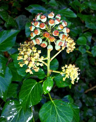 IVY BERRIES