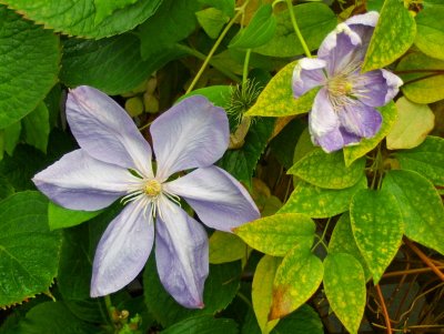 TYPE OF CLEMATIS